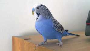 Najednou jsme dali papoušku a byl velmi talentovaný